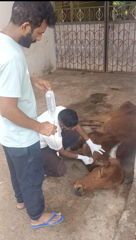गंभीर अवस्था में मिली गौ माता का तत्काल उपचार, आशीष जैन ने दिखाई संवेदनशीलता